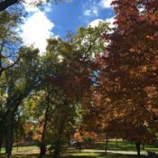 A walk in the park