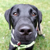 Service animals help students and others find peace